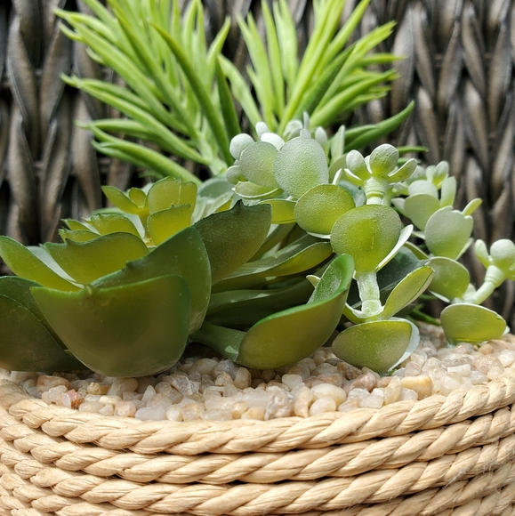 Gorgous Fake Cactus Plant🌵 - Picture 4 of 6